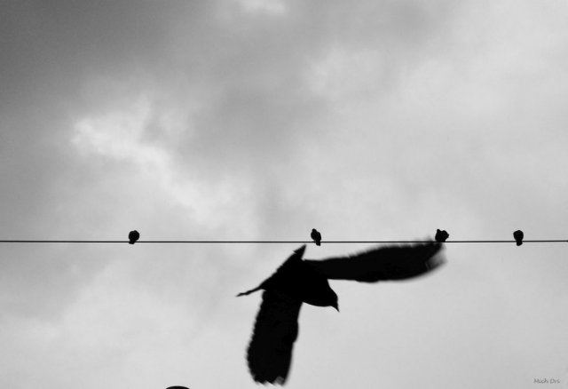 1298102931_IMG_20161127_130906-14birdsandoneflyinggrey2000sigsmall.thumb.jpg.ae5b5cdad64d15c8228f35e95fd1a712.jpg